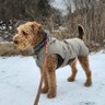 Airedale River's profile picture