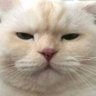 al ᴸ ketje's profile picture