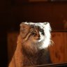 Manul the Sapper's profile picture