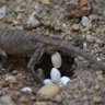 பல்லி 🦎 முட்டை profil fotoğrafı