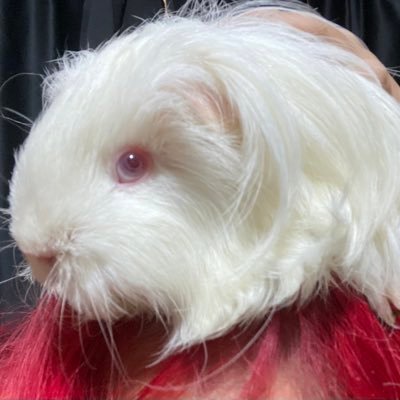 crazydevil69jp's profile picture