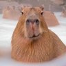 Profilbild von thecapybara