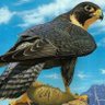 Eng profil fotoğrafı