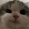 cozyboy's profile picture