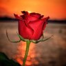 🇸🇦🌹 ورد الجوري's profile picture