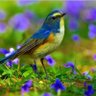 BlessedLea profil fotoğrafı