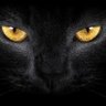 GatoNegro's profile picture