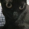araki mirai's profile picture