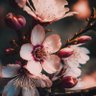 Beebee79's profile picture