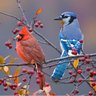Cardinal Bluejay 的头像