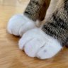 ハレハレ (ΦωΦ)ハナとしんのすけ profil fotoğrafı