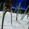 Фото профиля ねおんてとら