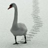 IBN suleiman's profile picture