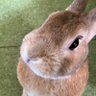 Profilbild von こつぶ