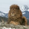 Profilbild von AtlasLion