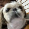 こまつ🤮's profile picture