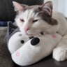 Фото профиля Tired Cat
