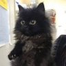 Profilbild von Gatina