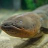 Фото профиля eel