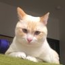 張豐程's profile picture