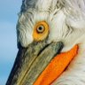 Profilbild von Dragan's Birding Travel Tips