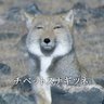 PandaCoPanda profil fotoğrafı