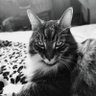 Navart Marie's profile picture