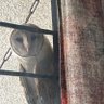curious owl 🦉কৌতুহলী প্যাঁচা profil fotoğrafı
