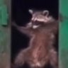 DumpsterRacoon 的头像