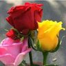 حميد الشعيبي profil fotoğrafı