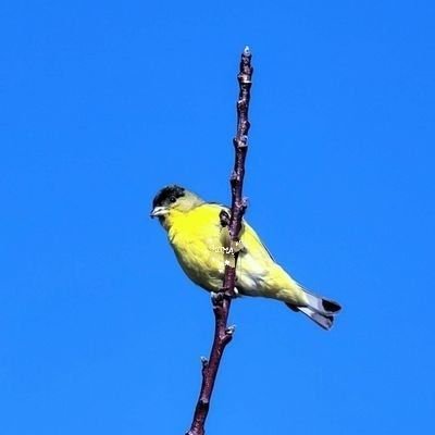 Rumani221's profile picture