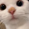 Meong🐈🔍 的头像