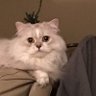 U Mad Bro?'s profile picture