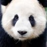 Profilbild von PandaH