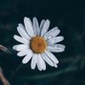 Mooncakesss's profile picture