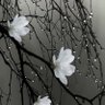 Фото профиля Eng.TuRki ツ