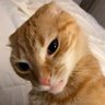 Meow's profile picture