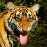 Фото профиля Adv Vivek Patil