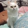 dhamangep's profile picture