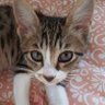 友菜は猫になりたい 的头像