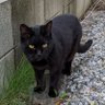 黒猫先生's profile picture