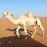 فرحان العقيلي profil fotoğrafı