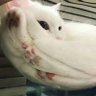 Catandmouse profil fotoğrafı