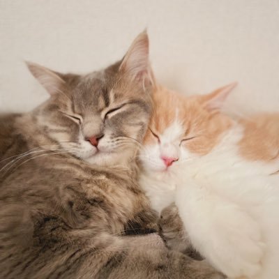 グリとグラとジル🐾's profile picture
