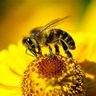 Фото профиля Bee