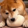 псинус копсинус 的头像