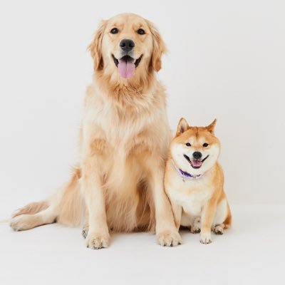豆柴うに&ゴールデンレトリバーおから's profile picture