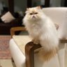 1gaTo+ 的头像