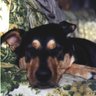 SheyDawg's profile picture