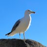 AYOUB's profile picture